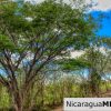 Eco Estate View Property 1.5 Acres Las Fincas de Escamequita