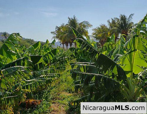 Three Phase 13 Manzana Banana Farm Between Rivas and Tola