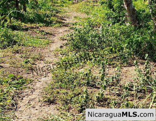 Three Phase 13 Manzana Banana Farm Between Rivas and Tola