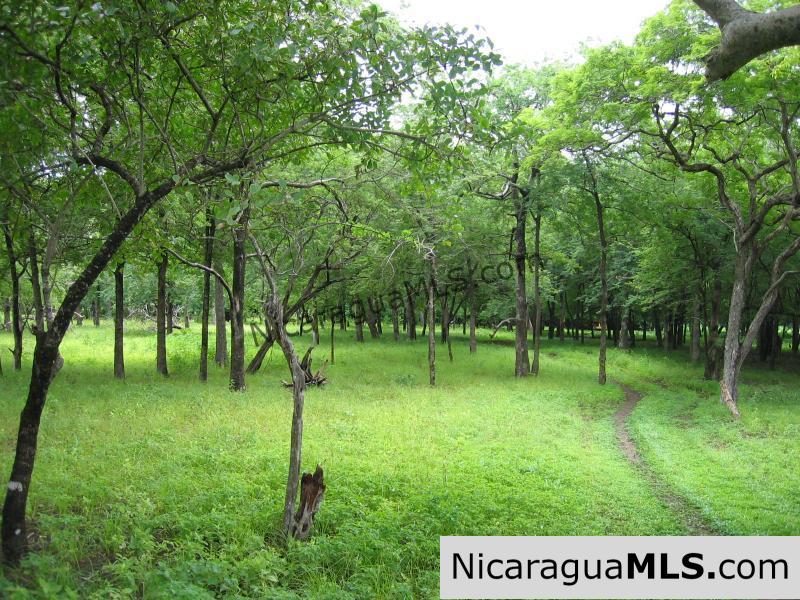 The Largest Beachfront Property in All of Tola Playa Icacal.