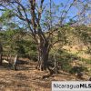 Unspoiled Jungle Property in Miravalle