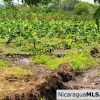 6 Manzana Banana Farm with Irrigation 13 km Outside Rivas