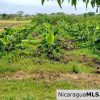 6 Manzana Banana Farm with Irrigation 13 km Outside Rivas