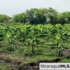 6 Manzana Banana Farm with Irrigation 13 km Outside Rivas