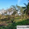 1.5 acres Nestled in Nature SJDS Financing Available