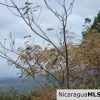 Rancho Papayal Lots Near TreeCasa San Juan Del Sur