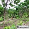 A Naturally Stunning Ecological Homesite Lot 32 Las Fincas