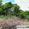 A Naturally Stunning Ecological Homesite Lot 32 Las Fincas