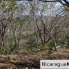 Playa Maderas Bargain 3.1 Acre Property