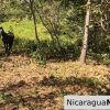 Playa Maderas Bargain 3.1 Acre Property