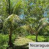 Casita Plus Land in El Oro San Juan Del Sur Nicaragua
