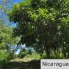Casita Plus Land in El Oro San Juan Del Sur Nicaragua