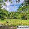 Beautiful Park Setting 4.5 Acres on Road to Maderas
