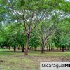 Beautiful Park Setting 4.5 Acres on Road to Maderas