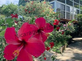 Modern Container Home with Beautiful Ocean View