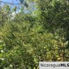 Playa Maderas Bargain 3.1 Acre Property