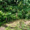 Beautiful lot within walking distance of Playa Maderas