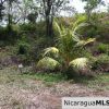 Rancho Papayal 65