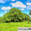 Rancho Papayal Lot 74 Beautiful Ocean and Forest Views