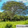 Rancho Papayal Lot 74 Beautiful Ocean and Forest Views