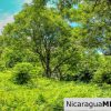 Rancho Papayal Lot 74 Beautiful Ocean and Forest Views