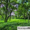 Nestled in the trees minutes to beaches Rancho Papayal Lot 79