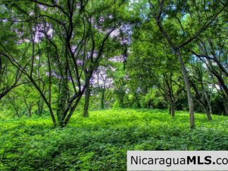 Nestled in the trees minutes to beaches Rancho Papayal Lot 79