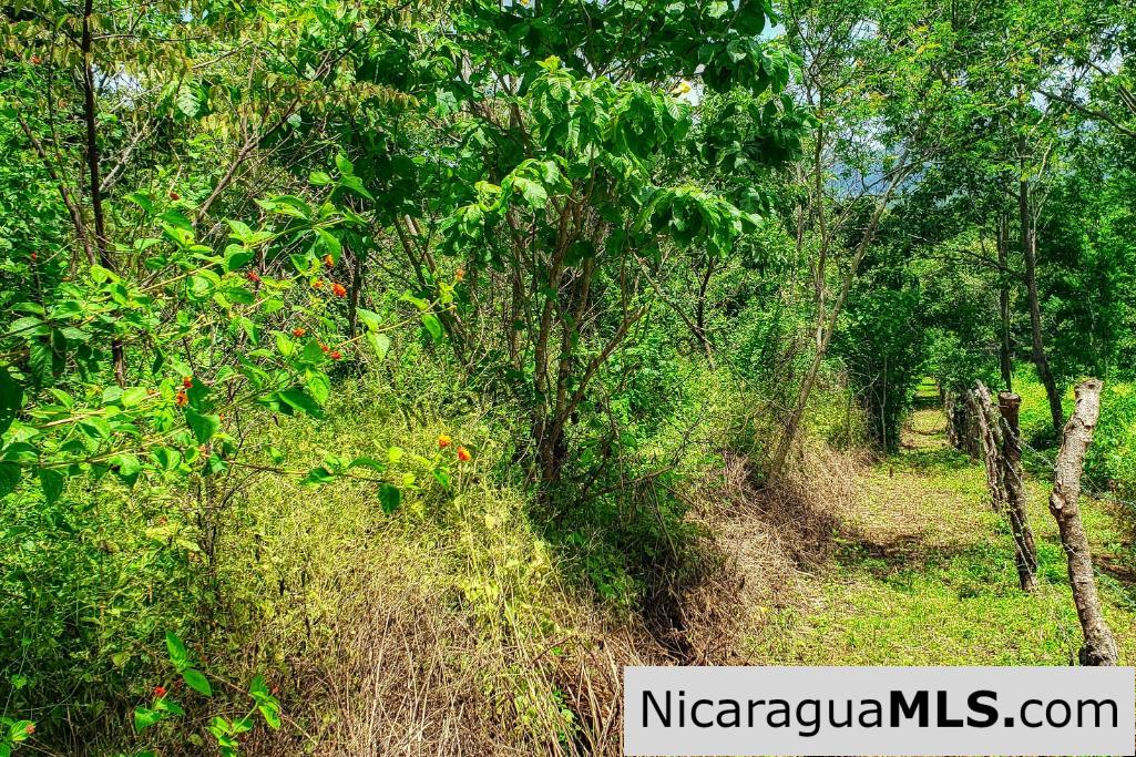 Remanso Hills Forested Views
