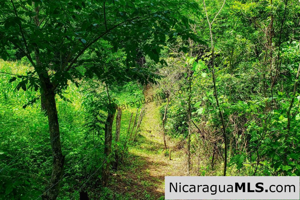 Remanso Hills Forested Views