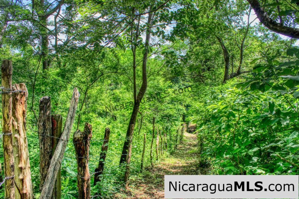 Remanso Hills Forested Views