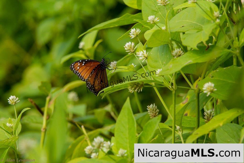 50 Acres with Stunning Views of San Juan del Sur