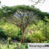 7 Acre View Homesite Minutes to San Juan del Sur Town
