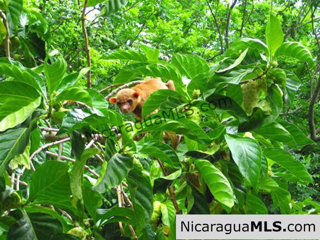 Existing Coastal Development Project for Sale