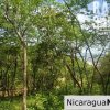 Reduced Price Land at Rancho Santana with Easy Beach Access