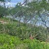 Costa Dulce Beachfront Lot B16